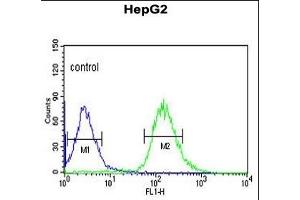 WAC Antibody (Center) (ABIN653490 and ABIN2842908) flow cytometric analysis of HepG2 cells (right histogram) compared to a negative control cell (left histogram). (WAC Antikörper  (AA 284-313))