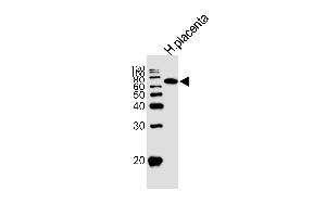Western blot analysis of lysate from human placenta tissue lysate, using ALPI Antibody at 1:1000. (Alkaline Phosphatase Antikörper  (AA 274-304))