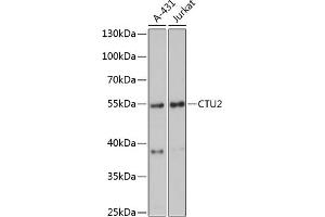 Western blot analysis of extracts of various cell lines, using CTU2 antibody (ABIN6133467, ABIN6139245, ABIN6139246 and ABIN6216827) at 1:3000 dilution. (CTU2 Antikörper  (AA 186-515))