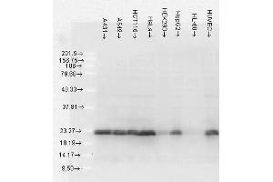 Western Blot analysis of Human Cell lysates showing detection of Hsp27 protein using Mouse Anti-Hsp27 Monoclonal Antibody, Clone 5D12-A3 . (HSP27 Antikörper  (Biotin))