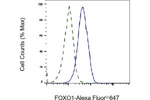 Validation of FOXO1 knockdown using flow cytometry. (Rekombinanter FOXO1 Antikörper)