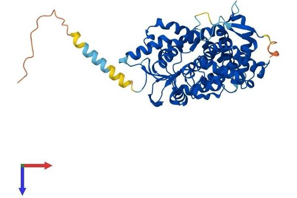 Aromatase Protein (AA 1-503) (His tag)