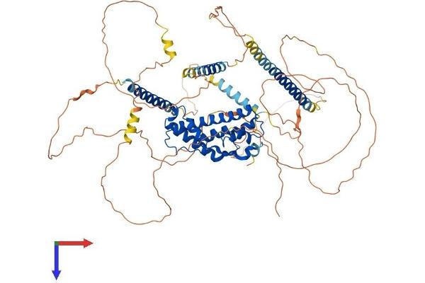 PROX1 Protein (AA 1-737) (His tag)