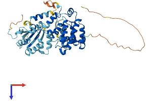 ARHGAP8 Protein (AA 1-425) (His tag)