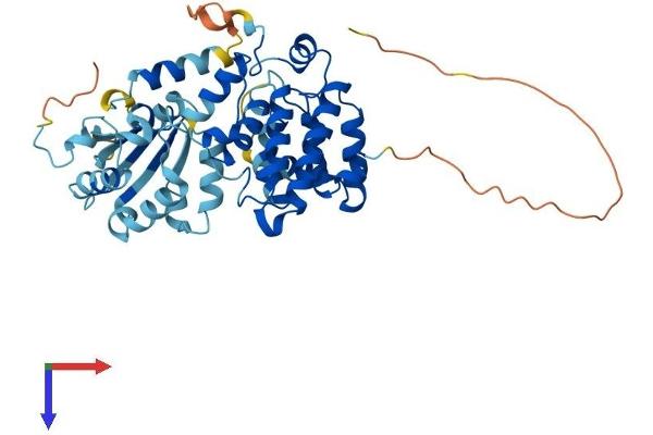 ARHGAP8 Protein (AA 1-425) (His tag)