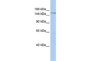 POLQ (polymerase (DNA directed), theta) Antibody (against the C terminal of POLQ) (50ug) validated by WB using Placenta Lysate at 0.