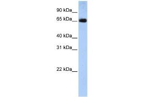 SLC22A13 Antikörper  (N-Term)