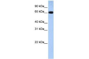 SLC22A13 antibody used at 1 ug/ml to detect target protein. (SLC22A13 Antikörper  (N-Term))