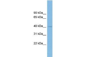 WB Suggested Anti-BHMT2 Antibody Titration:  0. (BHMT2 Antikörper  (Middle Region))