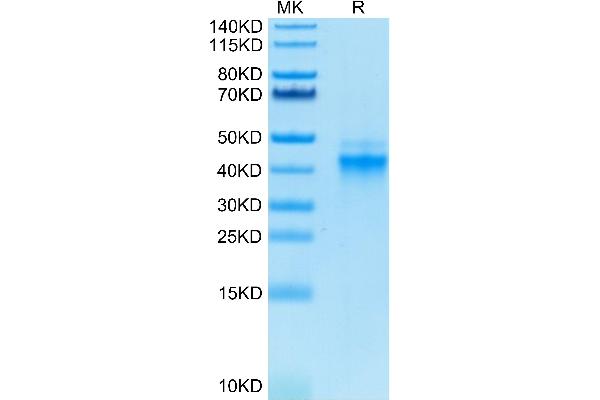 IL12 Protein (AA 23-328) (His-Avi Tag,Biotin)