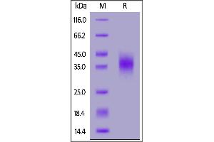 SDS-PAGE (SDS) image for CD47 (CD47) (AA 19-139) (Active) protein (His tag,FITC) (ABIN7013702)