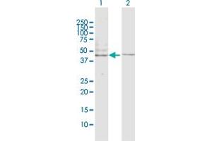 Western Blot analysis of HTR2B expression in transfected 293T cell line by HTR2B MaxPab polyclonal antibody. (Serotonin Receptor 2B Antikörper  (AA 1-481))