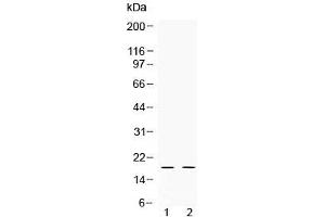 Western blot testing of 1) rat testis and 2) human HeLa lysate with Alpha Defensin 1 antibody at 0. (alpha Defensin 1 Antikörper  (AA 65-94))