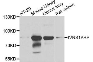 Western blot analysis of extracts of various cell lines, using IVNS1ABP antibody (ABIN5972499) at 1/1000 dilution. (IVNS1ABP Antikörper)