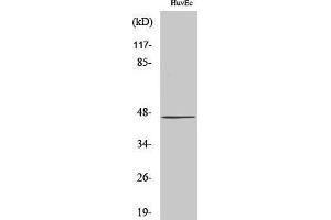 Western Blotting (WB) image for anti-UDP-Gal:betaGlcNAc beta 1,4- Galactosyltransferase, Polypeptide 5 (B4GALT5) (C-Term) antibody (ABIN3178044) (B4GALT5 Antikörper  (C-Term))