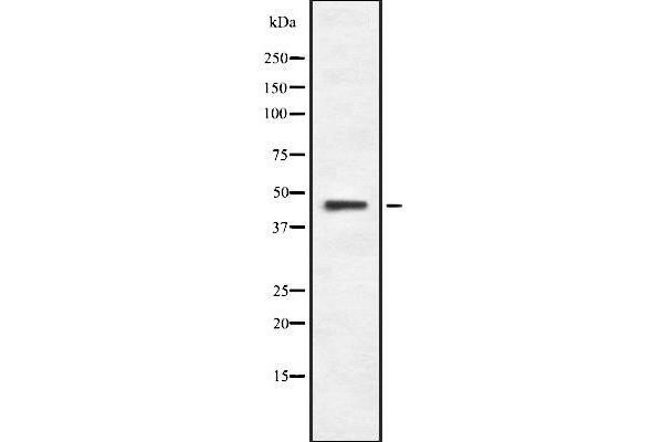 SAG antibody  (Internal Region)
