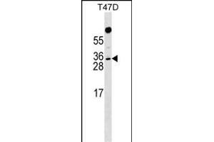 RHOXF1 Antibody (Center) (ABIN1537720 and ABIN2849188) western blot analysis in T47D cell line lysates (35 μg/lane). (RHOXF1 Antikörper  (AA 103-129))