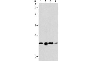 Western Blotting (WB) image for anti-Peroxiredoxin 2 (PRDX2) antibody (ABIN2431788) (Peroxiredoxin 2 Antikörper)