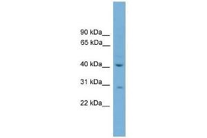 HAPLN4 antibody used at 0. (HAPLN4 Antikörper  (C-Term))