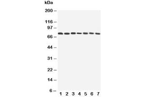 Western blot testing of ATG7 antibody and Lane 1:  rat liver