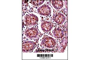 SMC1B Antibody immunohistochemistry analysis in formalin fixed and paraffin embedded human colon tissue followed by peroxidase conjugation of the secondary antibody and DAB staining. (SMC1B Antikörper  (AA 737-765))
