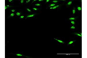 Immunofluorescence of purified MaxPab antibody to RFXAP on HeLa cell.
