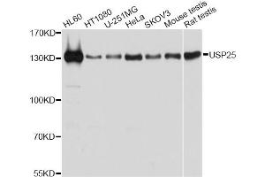 Western blot analysis of extracts of various cell lines, using USP25 antibody (ABIN6292328) at 1:1000 dilution. (USP25 Antikörper)