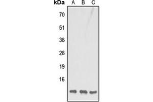 Western blot analysis of COX7B1 expression in HeLa (A), Raw264. (COX7B1 (N-Term) Antikörper)