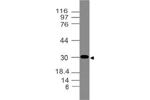 Image no. 1 for anti-NK2 Homeobox 2 (Nkx2-2) (AA 1-250) antibody (ABIN5027398) (Nkx2-2 Antikörper  (AA 1-250))