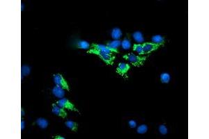 Immunofluorescence (IF) image for anti-Dihydrolipoamide Dehydrogenase (DLD) antibody (ABIN1497845) (DLD Antikörper)