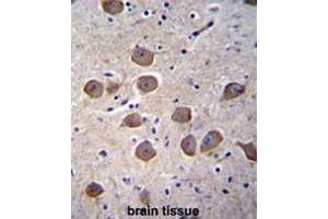 CTNND2 Antibody (C-term) immunohistochemistry analysis in formalin fixed and paraffin embedded human brain tissue followed by peroxidase conjugation of the secondary antibody and DAB staining.