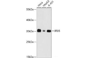Western blot analysis of extracts of various cell lines using IFI35 Polyclonal Antibody at dilution of 1:1000. (IFI35 Antikörper)