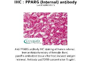 Image no. 3 for anti-Peroxisome Proliferator-Activated Receptor gamma (PPARG) (Internal Region) antibody (ABIN1738287) (PPARG Antikörper  (Internal Region))