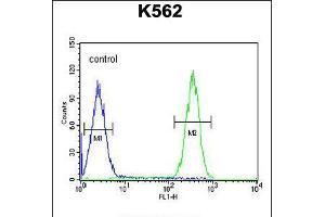 Flow cytometric analysis of K562 cells (right histogram) compared to a negative control cell (left histogram). (FBXW12 Antikörper  (C-Term))