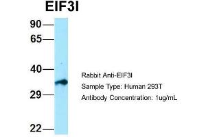 Host: Rabbit  Target Name: EIF3I  Sample Tissue: Human 293T  Antibody Dilution: 1.
