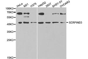 Western blot analysis of extracts of various cell lines, using SERPINB3 antibody (ABIN5973145) at 1/1000 dilution. (SERPINB3 Antikörper)