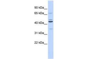 Image no. 1 for anti-Zinc finger protein ubi-d4 (DPF2) (C-Term) antibody (ABIN6740555) (DPF2 Antikörper  (C-Term))