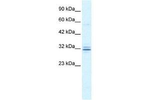 WB Suggested Anti-HES1  Antibody Titration: 1. (HES1 Antikörper  (N-Term))