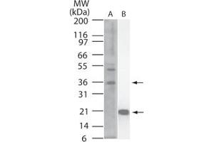 Image no. 1 for anti-Interleukin 33 (IL33) (AA 112-270) antibody (ABIN959935) (IL-33 Antikörper  (AA 112-270))