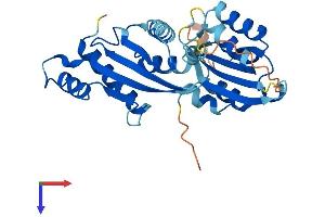 RWDD2A Protein (AA 1-292) (His tag)