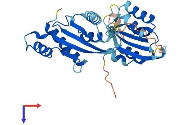 RWDD2A Protein (AA 1-292) (His tag)