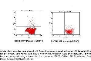 FACS Analysis of Endothelial Nitric Oxide Synthase (eNOS; NOS3) in Circulating Blood Cells in Mouse using Rabbit Anti-eNOS Polyclonal Antibody (bs-0163R-A647). (ENOS Antikörper  (AA 1105-1202) (Alexa Fluor 647))