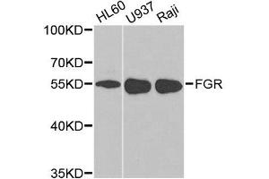 Western blot analysis of extracts of various cell lines, using FGR antibody. (Fgr Antikörper  (AA 1-100))
