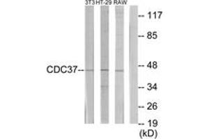 Western blot analysis of extracts from NIH-3T3/HT-29/RAW264. (CDC37 Antikörper  (AA 231-280))