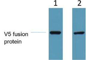 Western Blot analysis of 1 ug V5-tag fusion protein. (V5 Epitope Tag Antikörper)