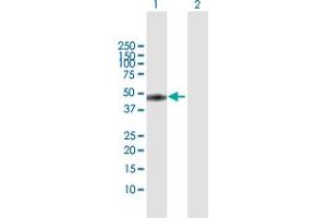 Western Blot analysis of MKRN2 expression in transfected 293T cell line by MKRN2 MaxPab polyclonal antibody. (MKRN2 Antikörper  (AA 1-416))