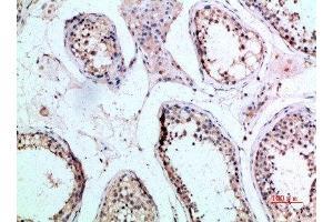 Immunohistochemical analysis of paraffin-embedded human-testis, antibody was diluted at 1:200 (FZD9 Antikörper  (AA 1-50))