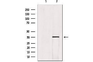 Western blot analysis of extracts from hybridoma cells, using HOXC13 Antibody. (HOXC13 Antikörper  (C-Term))