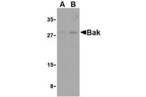 Western blot analysis of Bak in L1210 cell lysates with AP30117PU-N Bak antibody at (A) 1 and (B) 2 μg/ml. (BAK1 Antikörper  (N-Term))