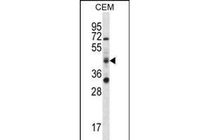 RBM42 Antibody (C-term) (ABIN656357 and ABIN2845655) western blot analysis in CEM cell line lysates (35 μg/lane). (RBM42 Antikörper  (C-Term))